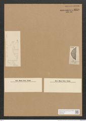 Amphora grunowii A. Schm. (de-Toni-Nr.: Genus 36) Zeichnungen Sammlung Grunow Nr. 3250 (NHMW-BOT-W0370723)